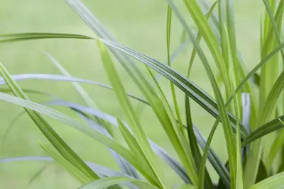 Carex Morrowii Irish Green (Zegge) - afbeelding 8