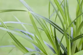 Carex Morrowii Irish Green (Zegge) - afbeelding 8
