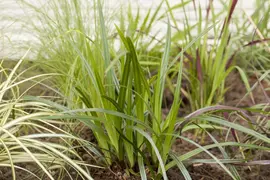 Carex Morrowii Irish Green (Zegge) - afbeelding 11