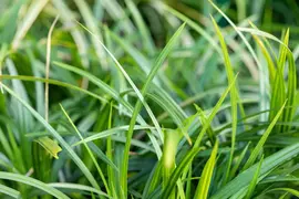 Carex Morrowii Irish Green (Zegge) - afbeelding 12