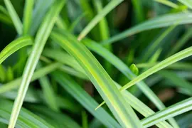Carex Morrowii Irish Green (Zegge) - afbeelding 14