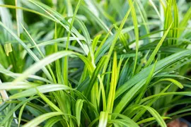 Carex Morrowii Irish Green (Zegge) - afbeelding 15