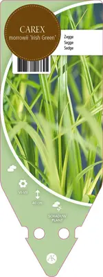 Carex Morrowii Irish Green (Zegge) - afbeelding 1