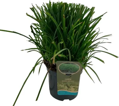 Carex morrowii 'Irish Green' (Zegge) 40cm - afbeelding 2