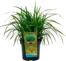 Carex morrowii 'Irish Green' (Zegge) 40cm - afbeelding 1