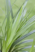 Carex Morrowii Irish Green (Zegge) - afbeelding 7