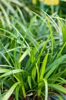 Carex Morrowii Irish Green (Zegge) - afbeelding 16