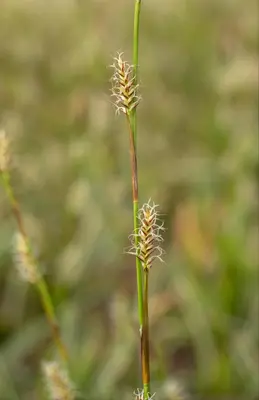 Carex morrowii ssp. foliosissima 'Icedance' (Zegge 'Icedance') - afbeelding 20