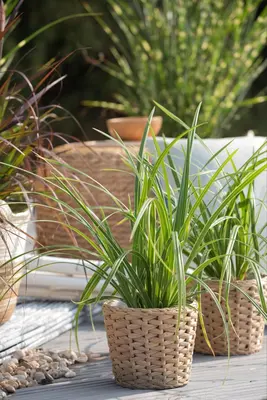 Carex morrowii ssp. foliosissima 'Icedance' (Zegge 'Icedance') - afbeelding 9