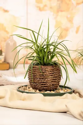 Carex morrowii ssp. foliosissima 'Icedance' (Zegge 'Icedance') - afbeelding 12