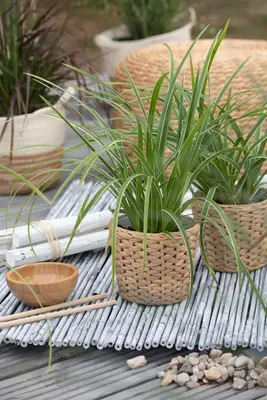 Carex morrowii ssp. foliosissima 'Icedance' (Zegge 'Icedance') - afbeelding 10