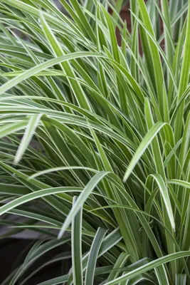 Carex morrowii ssp. foliosissima 'Icedance' (Zegge 'Icedance') - afbeelding 1