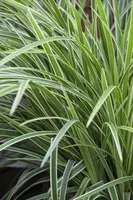 Carex morrowii ssp. foliosissima 'Icedance' (Zegge 'Icedance') - afbeelding 1