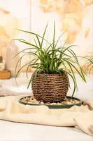 Carex morrowii ssp. foliosissima 'Icedance' (Zegge 'Icedance') - afbeelding 12