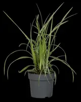 Carex morrowii ssp. foliosissima 'Icedance' (Zegge 'Icedance') - afbeelding 15