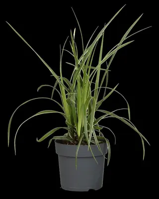 Carex morrowii ssp. foliosissima 'Icedance' (Zegge 'Icedance') - afbeelding 15