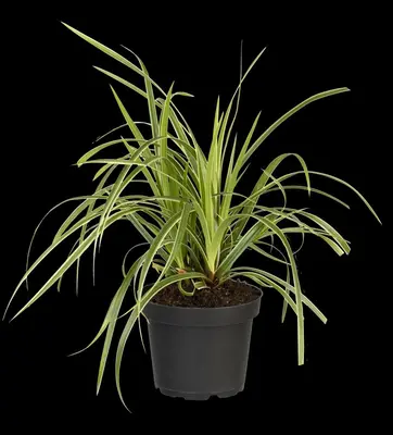 Carex morrowii ssp. foliosissima 'Icedance' (Zegge 'Icedance') - afbeelding 17