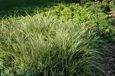 Carex morrowii ssp. foliosissima 'Icedance' (Zegge 'Icedance') - afbeelding 4
