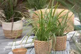 Carex morrowii ssp. foliosissima 'Icedance' (Zegge 'Icedance') - afbeelding 8