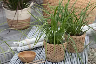 Carex morrowii ssp. foliosissima 'Icedance' (Zegge 'Icedance') - afbeelding 11