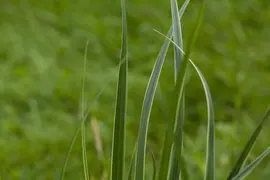 Carex morrowii ssp. foliosissima 'Icedance' (Zegge 'Icedance') - afbeelding 16