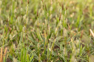Carex morrowii ssp. foliosissima 'Icedance' (Zegge 'Icedance') - afbeelding 19