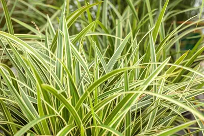 Carex morrowii ssp. foliosissima 'Icedance' (Zegge 'Icedance') - afbeelding 21