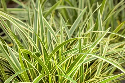 Carex morrowii ssp. foliosissima 'Icedance' (Zegge 'Icedance') - afbeelding 22