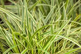 Carex morrowii ssp. foliosissima 'Icedance' (Zegge 'Icedance') - afbeelding 22