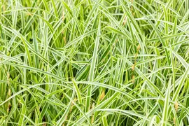 Carex morrowii ssp. foliosissima 'Icedance' (Zegge 'Icedance') - afbeelding 24
