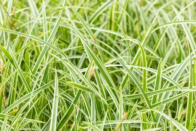 Carex morrowii ssp. foliosissima 'Icedance' (Zegge 'Icedance') - afbeelding 25