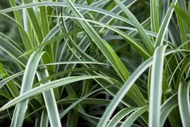 Carex morrowii ssp. foliosissima 'Icedance' (Zegge 'Icedance') - afbeelding 2