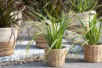 Carex morrowii ssp. foliosissima 'Icedance' (Zegge 'Icedance') - afbeelding 5