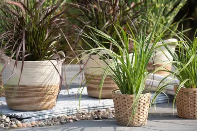 Carex morrowii ssp. foliosissima 'Icedance' (Zegge 'Icedance') - afbeelding 6