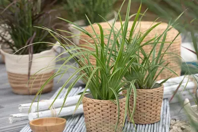 Carex morrowii ssp. foliosissima 'Icedance' (Zegge 'Icedance') - afbeelding 8
