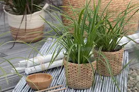 Carex morrowii ssp. foliosissima 'Icedance' (Zegge 'Icedance') - afbeelding 11