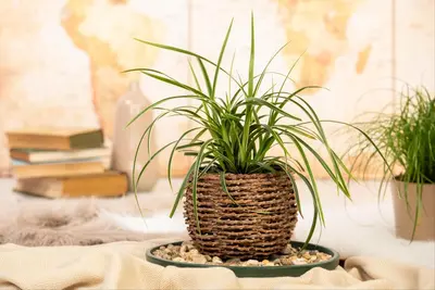 Carex morrowii ssp. foliosissima 'Icedance' (Zegge 'Icedance') - afbeelding 13