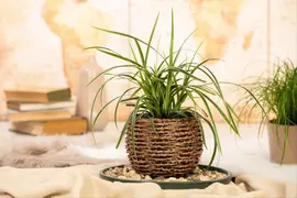 Carex morrowii ssp. foliosissima 'Icedance' (Zegge 'Icedance') - afbeelding 13