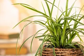 Carex morrowii ssp. foliosissima 'Icedance' (Zegge 'Icedance') - afbeelding 14