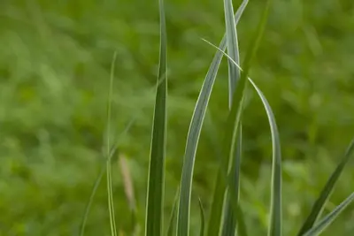 Carex morrowii ssp. foliosissima 'Icedance' (Zegge 'Icedance') - afbeelding 16