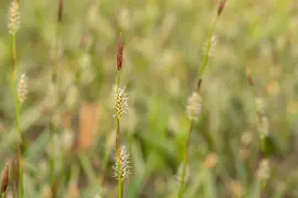 Carex morrowii ssp. foliosissima 'Icedance' (Zegge 'Icedance') - afbeelding 18