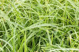 Carex morrowii ssp. foliosissima 'Icedance' (Zegge 'Icedance') - afbeelding 23