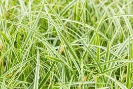 Carex morrowii ssp. foliosissima 'Icedance' (Zegge 'Icedance') - afbeelding 25