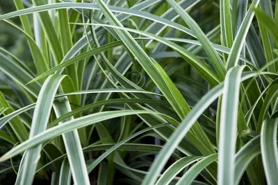 Carex morrowii ssp. foliosissima 'Icedance' (Zegge 'Icedance') - afbeelding 2