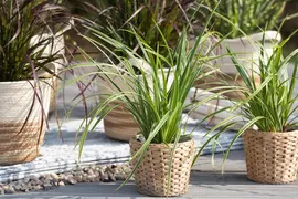Carex morrowii ssp. foliosissima 'Icedance' (Zegge 'Icedance') - afbeelding 5