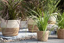 Carex morrowii ssp. foliosissima 'Icedance' (Zegge 'Icedance') - afbeelding 6