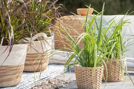 Carex morrowii ssp. foliosissima 'Icedance' (Zegge 'Icedance') - afbeelding 7