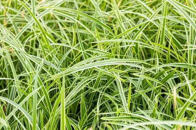 Carex morrowii ssp. foliosissima 'Icedance' (Zegge 'Icedance') - afbeelding 23