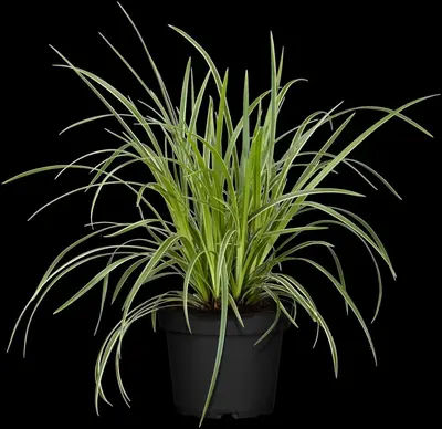 Carex morrowii ssp. foliosissima 'Icedance' (Zegge 'Icedance') - afbeelding 3
