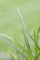 Carex morrowii ssp. foliosissima 'Irish Green' (Zegge 'Irish Green') - afbeelding 5
